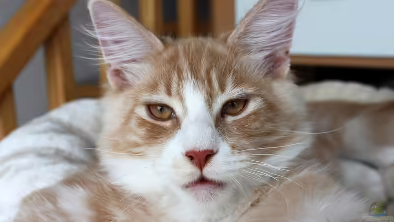 Katzen,Fische,Menschen eine Symbiose der besonderen Art !