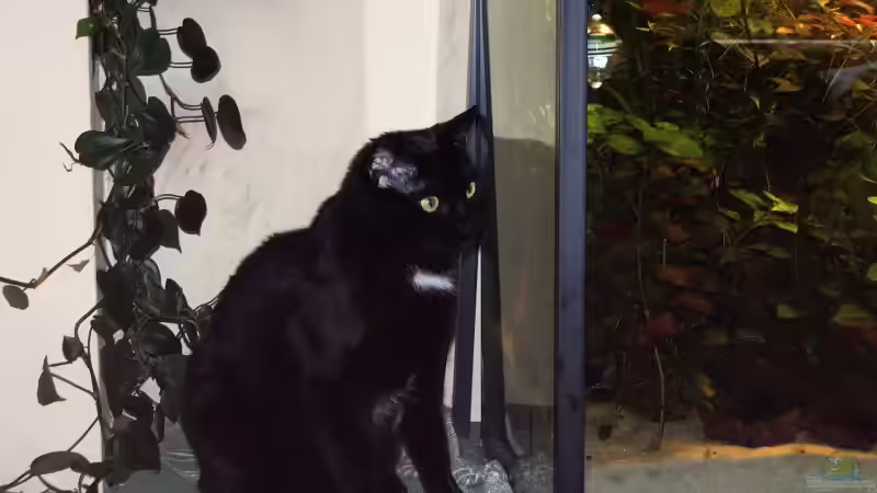 Katzenkino ;-) von Lexterpower (3)