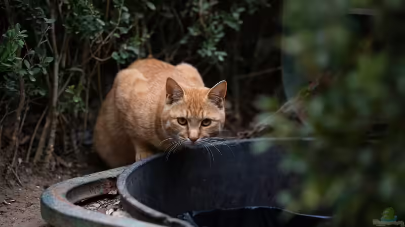 Katzenschreck im Garten - der große Ratgeber für einen entspannten, katzenfreien Außenbereich