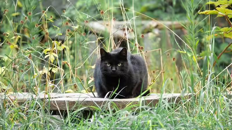 Katzenschreck im Garten - der große Ratgeber für einen entspannten, katzenfreien Außenbereich