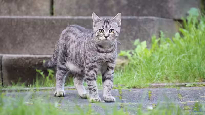 Katzenschreck im Garten - der große Ratgeber für einen entspannten, katzenfreien Außenbereich