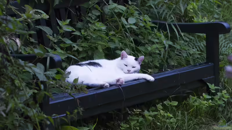 Katzenschreck im Garten - der große Ratgeber für einen entspannten, katzenfreien Außenbereich