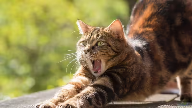 Katzenschreck im Garten - der große Ratgeber für einen entspannten, katzenfreien Außenbereich
