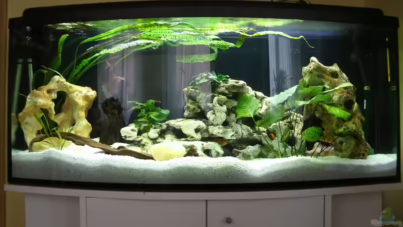 Katzentraum reloaded ;) von Kleene69 (1)