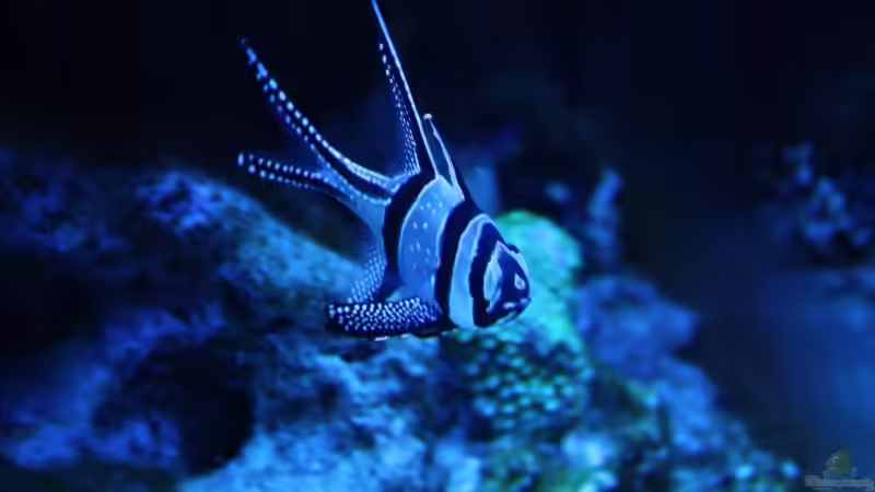 kauderni 24.06.2009 von Stephan Ascher (53)