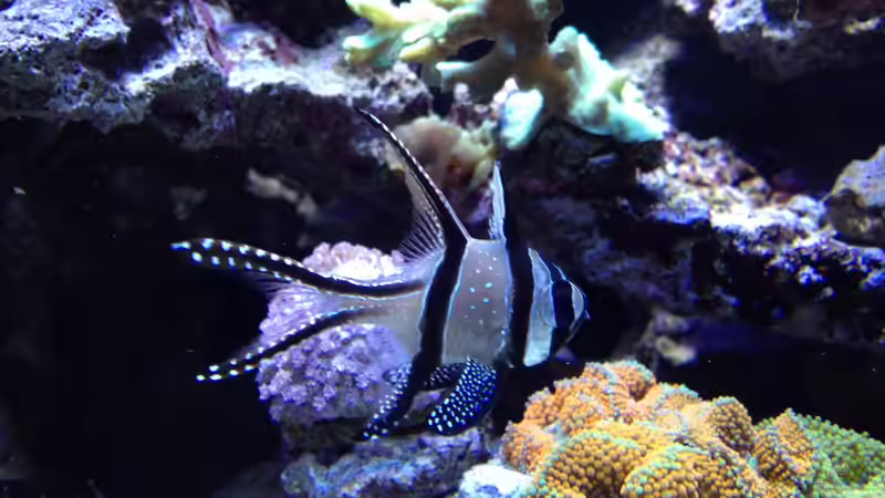 Kauderni von Andreas Stiller (80)