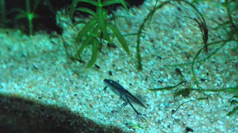 Kaulquappe beim ersten Ausflug zum Boden von WSS (21)