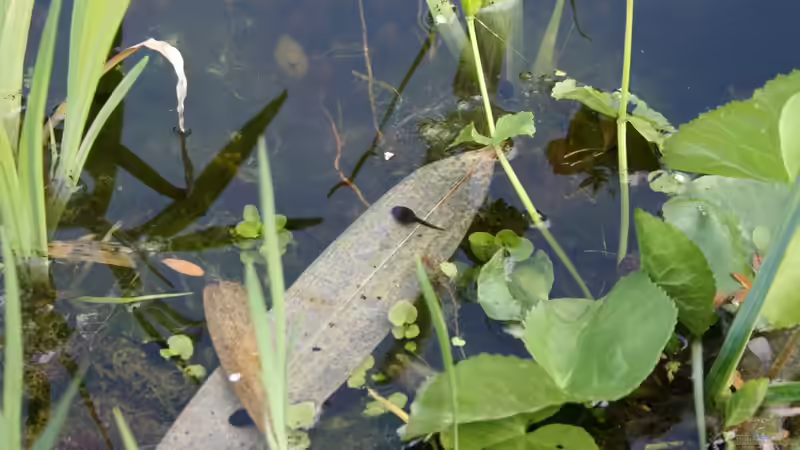 Kaulquappe der Erdkröte (Bufo bufo) von Susanne Axt (18)