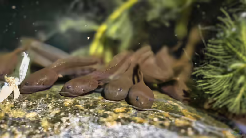 Kaulquappen: Alles, was du über die Jungstadien von Fröschen und Kröten wissen musst