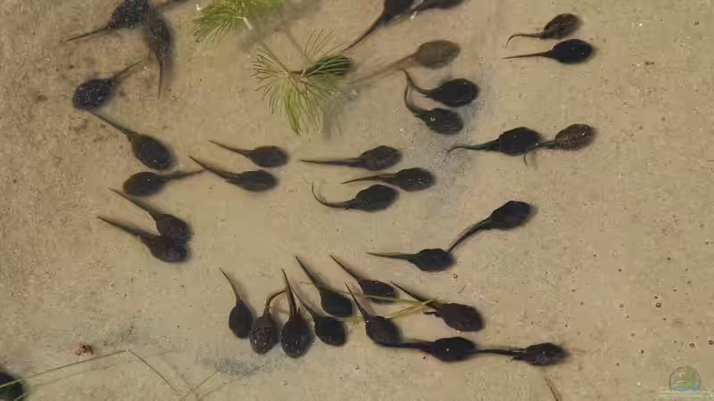 Kaulquappen: Alles, was du über die Jungstadien von Fröschen und Kröten wissen musst