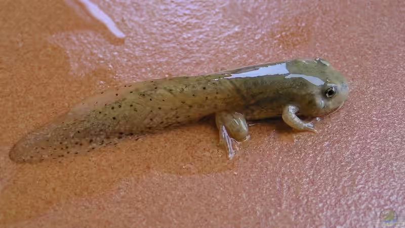 Kaulquappen: Alles, was du über die Jungstadien von Fröschen und Kröten wissen musst