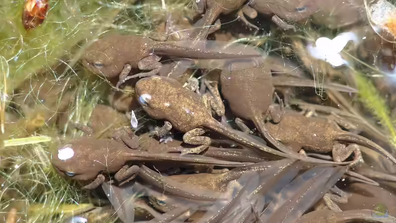 Kaulquappen: Alles, was du über die Jungstadien von Fröschen und Kröten wissen musst