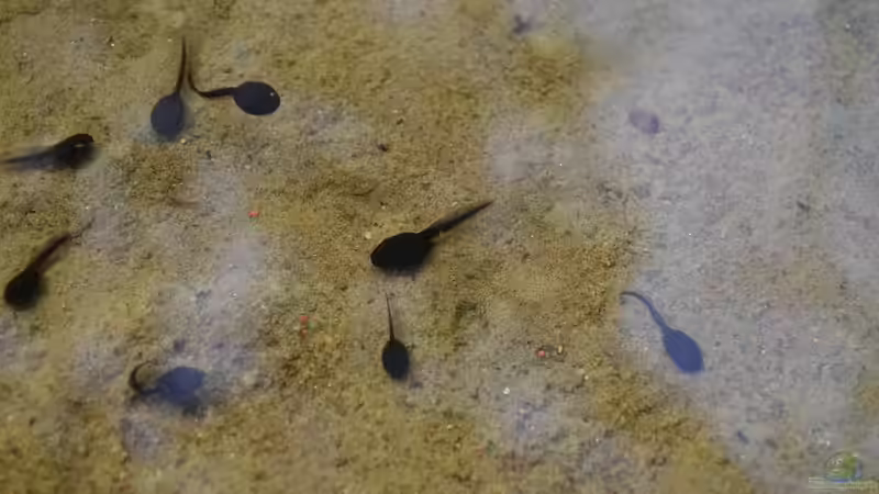 Kaulquappen: Alles, was du über die Jungstadien von Fröschen und Kröten wissen musst