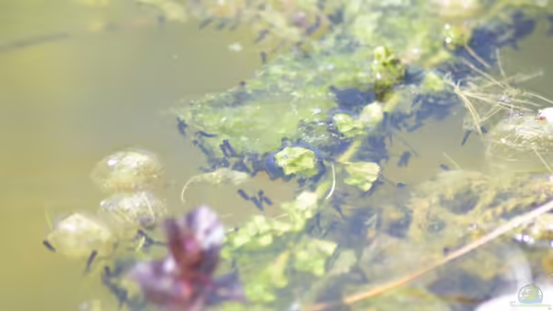 Kaulquappen der Erdkröte 16.04.2019 von Acki50 (55)