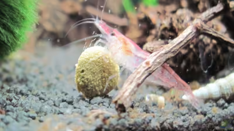 kaum eingezogen und schon beim futtern! von Opodeldok (33)