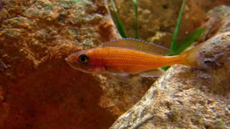 Kaum eingezogen und schon das Maul voll.... von Malawigo (59)