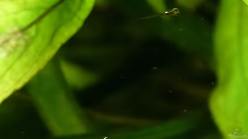 kaum zu erkennen die beiden Babys von Summse (49)