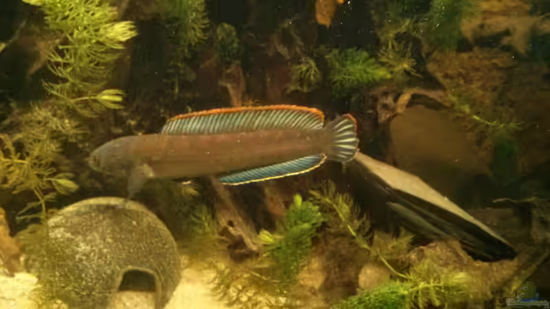 Kaum zu glauben das der Bock mit seinen 18cm in die Kokosnuss passt , tagsüber ist von AquaTobi90 (56)