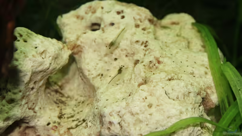 kaum zu sehen : ) von Garnelenmami (11)