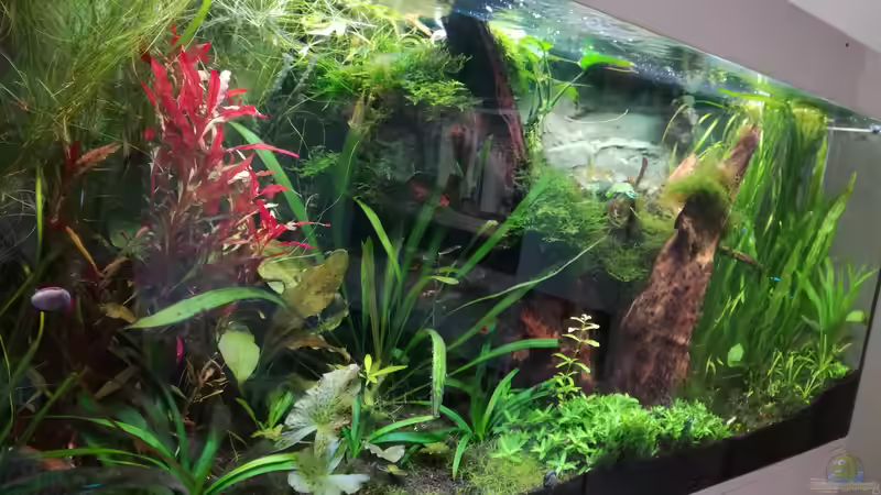 Kavaliersperspektive von Lance Hardwood (6)