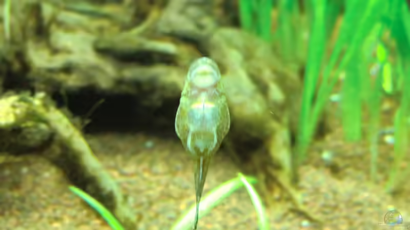 KBO/LG 2 von Anna S. B. (14)