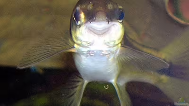 Keep smiling! von Fossybear (58)