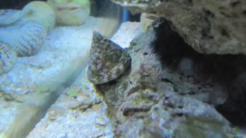 Kegelschnecke von Haens84 (36)