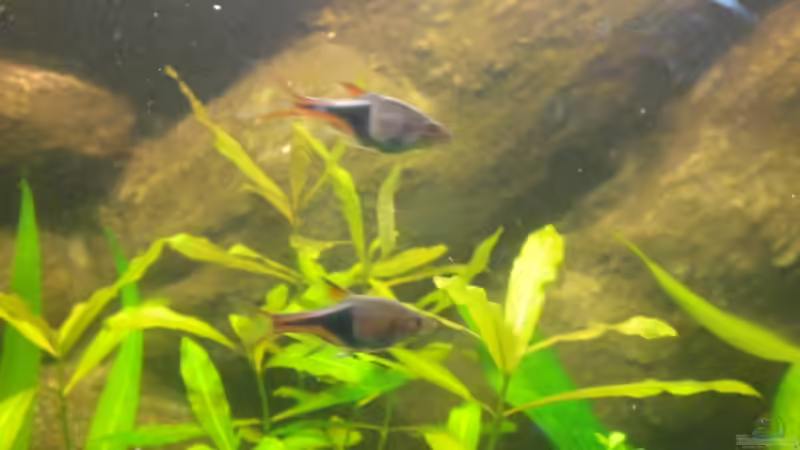 Keilbarbling von ptobias (11)