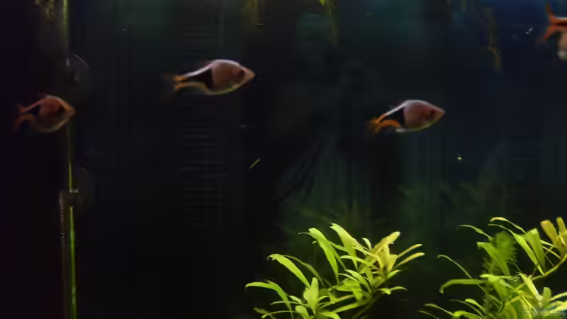 Keilfeckenbärbling von Silke Schlüter (6)