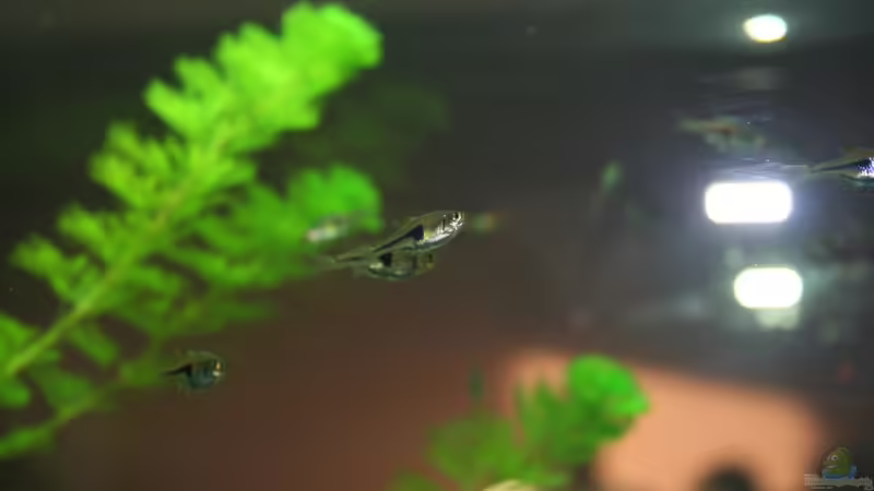 Keilfleck von Nils Blümle (16)