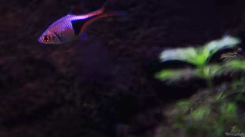 Keilfleckbärbling ´Trigonostigma heteromorpha´ von Florian Bandhauer (40)