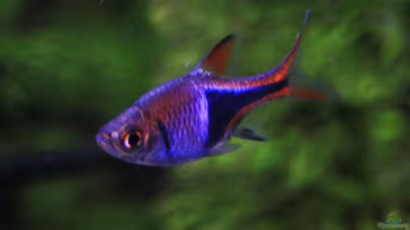 Trigonostigma im Aquarium halten (Einrichtungsbeispiele mit Trigonostigma-Arten)