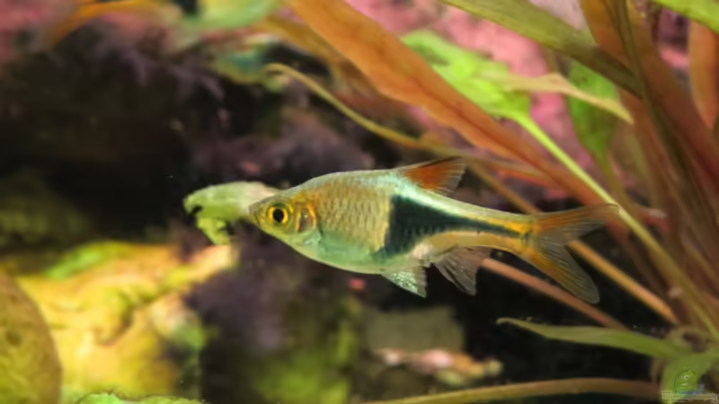 Keilfleckbärbling von Joni_99 (17)