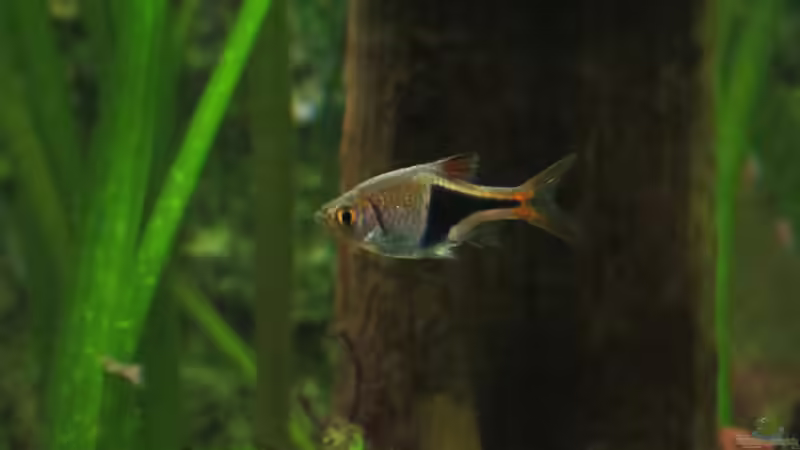 Keilfleckbärbling von Joni_99 (23)