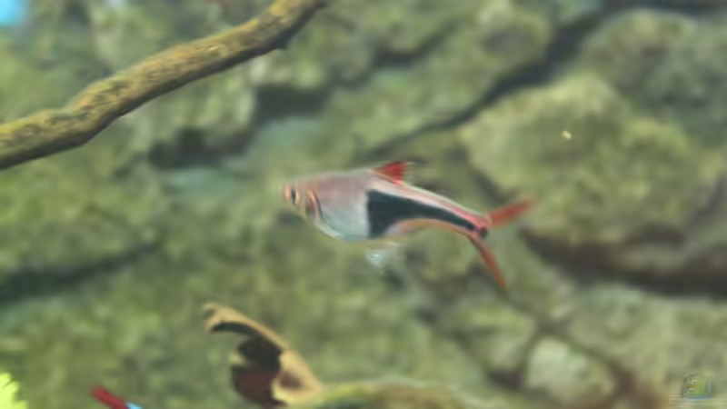 Keilfleckbärbling von Niklas Urban (9)