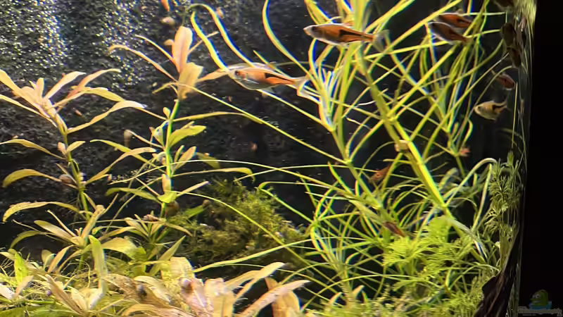 Keilfleckbärblinge  von BoelleRBL (15)