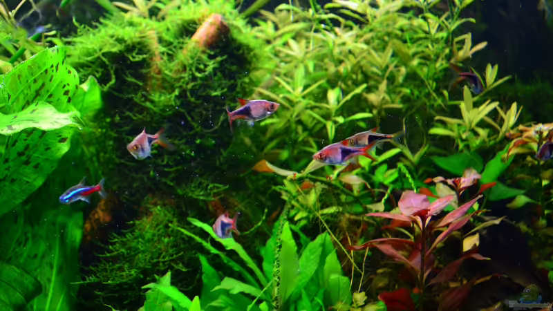 Keilfleckbärblinge_Dez.2013 von Daniela (31)