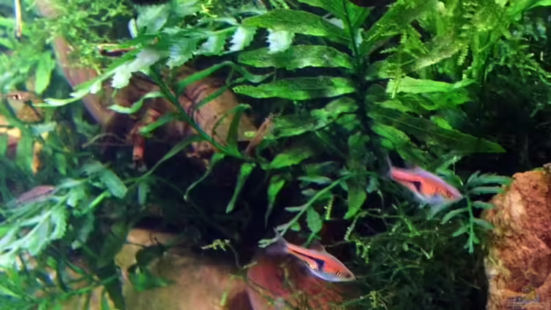 Keilfleckbärblinge Espei von snooze (93)