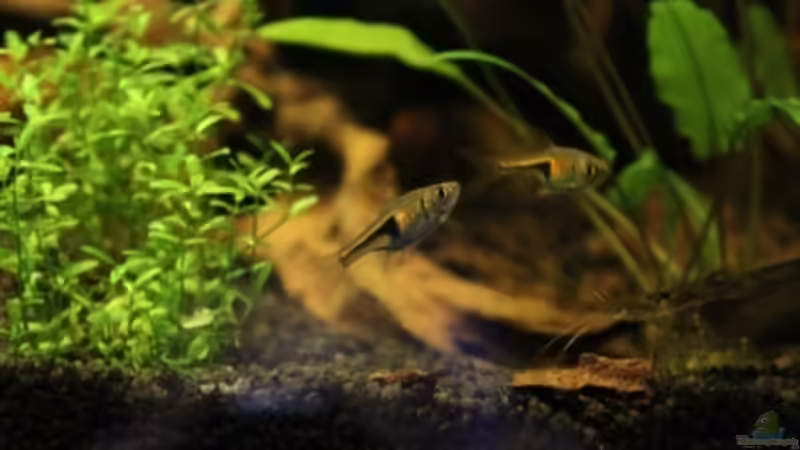 Keilfleckbärblinge und weibliche Amanogarnele von Annika (61)