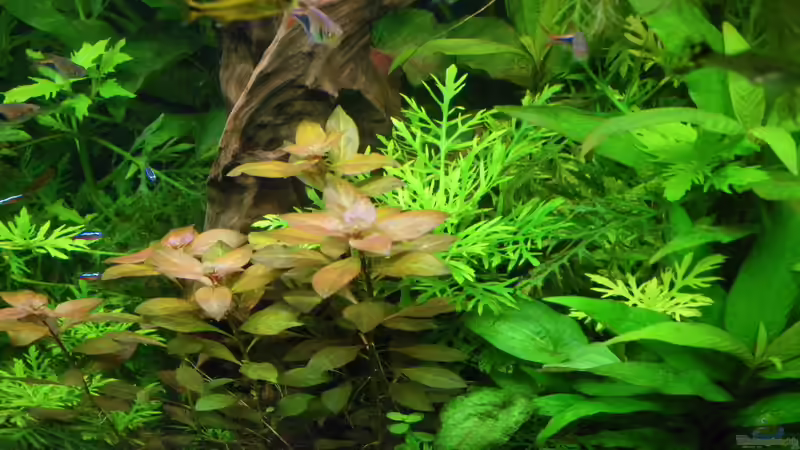 Keilfleckbärblinge von Bazzi (69)