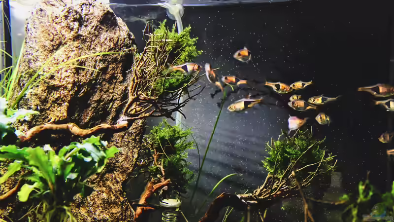 Keilfleckbärblinge von Chris_R. (33)