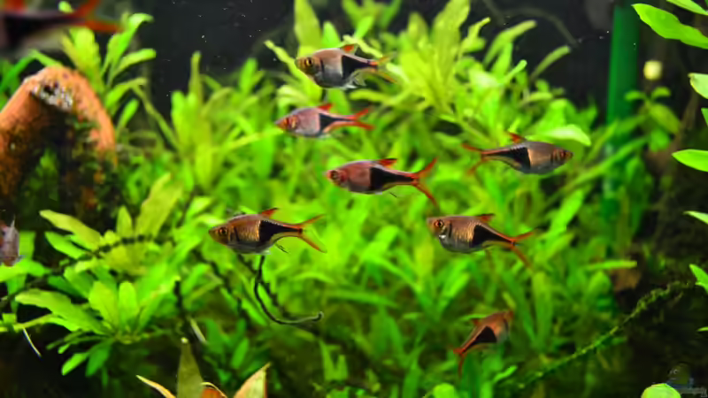 Keilfleckbärblinge von Daniela (30)