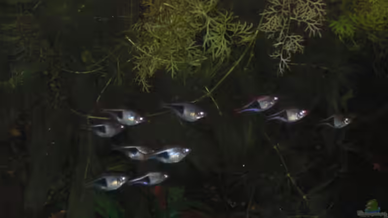 Keilfleckbärblinge von Dominik (24)