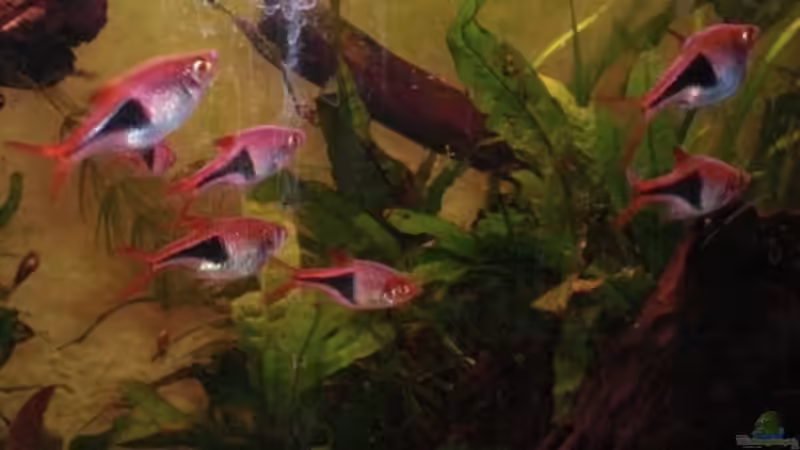 Keilfleckbärblinge von Dominik (29)