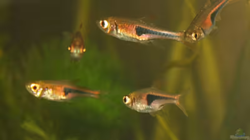 Keilfleckbärblinge von Garnelenmami (21)