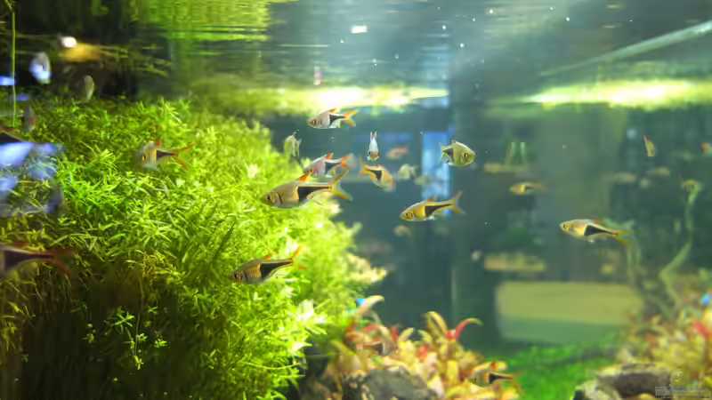 Keilfleckbärblinge von Koelle-Zoo (10)