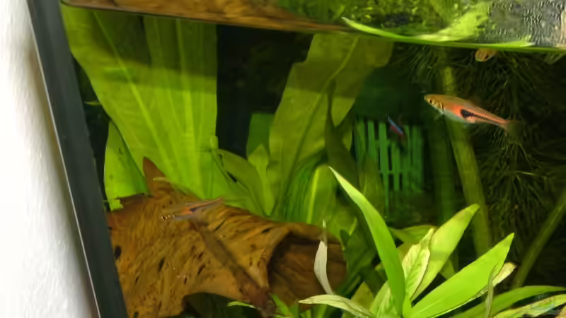 Keilfleckbärblinge von LoidlStef (10)