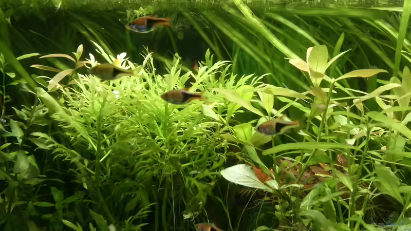 Keilfleckbärblinge von NonTakt (6)