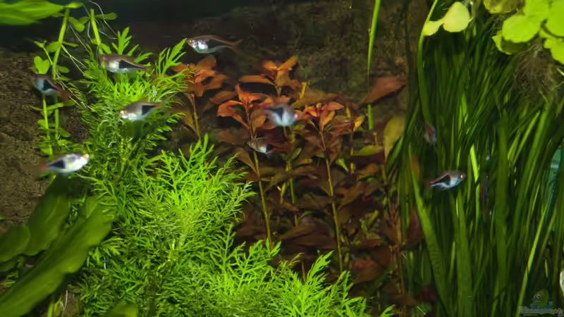 Keilfleckbärblinge von Rotrost (13)