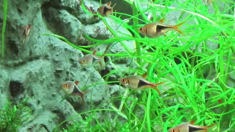 Keilfleckbärblinge von Sebasco (5)